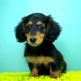 ミニチュアダックスフンド(ロング)