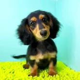 ミニチュアダックスフンド(ロング)【栃木県・女の子・2025年7月13日・ブラック&タン】の写真1「11/7計測2040ｇ」