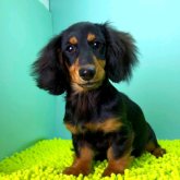 ミニチュアダックスフンド(ロング)