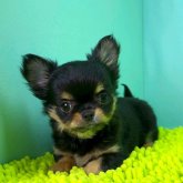 チワワ(ロング)