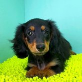 ミニチュアダックスフンド(ロング)