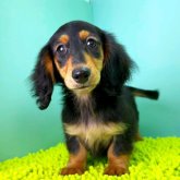 ミニチュアダックスフンド(ロング)