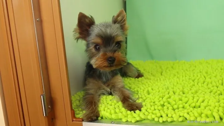 ID:1909-02563の子犬