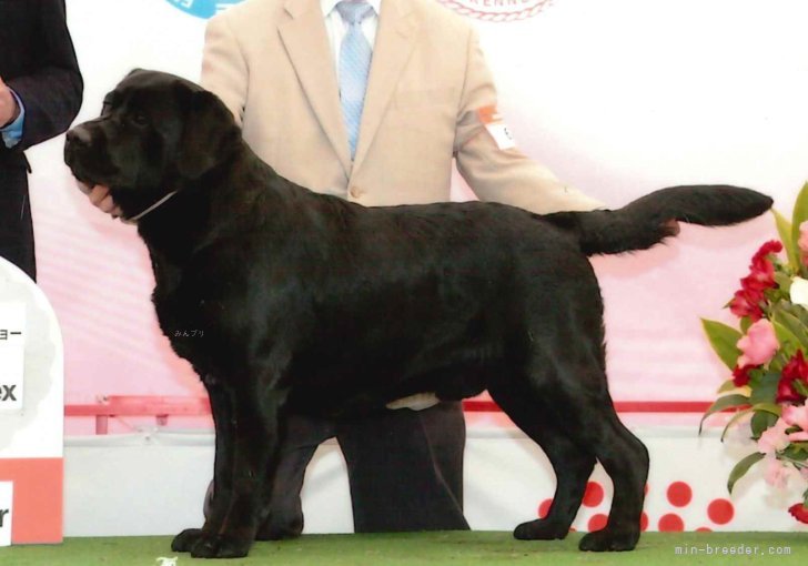 ラブラドールレトリバー【・男の子・2021年8月8日・ブラック】