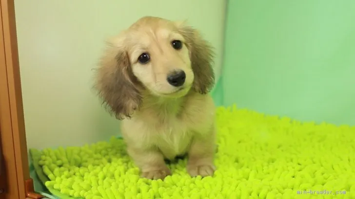 ID:2004-02068の子犬