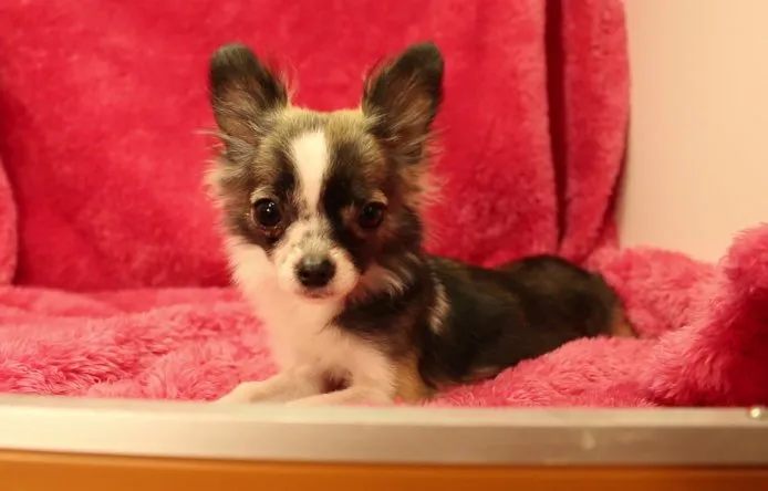 ID：1411-01378の子犬