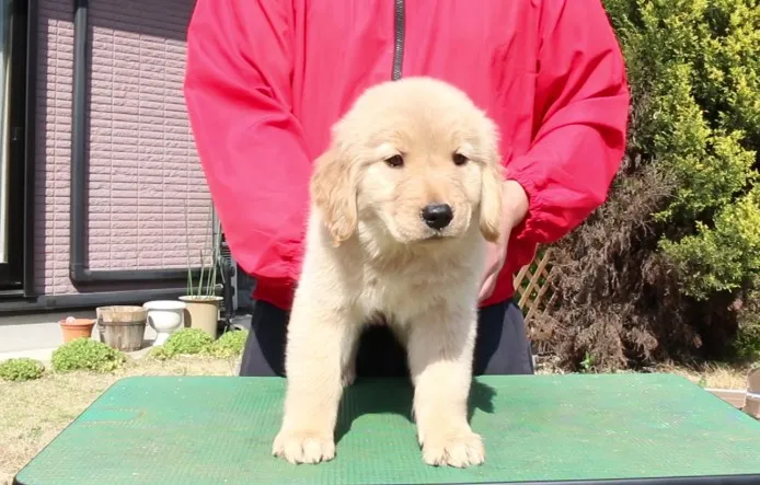 ID:1404-00597の子犬