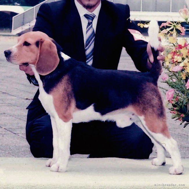 ビーグル【・男の子・2009年9月11日・ブラックタン&amp;ホワイト】