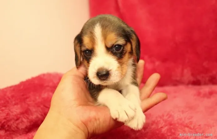 ID:1507-00479の子犬