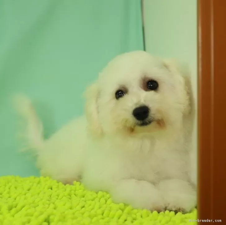 ID:2309-02488の子犬