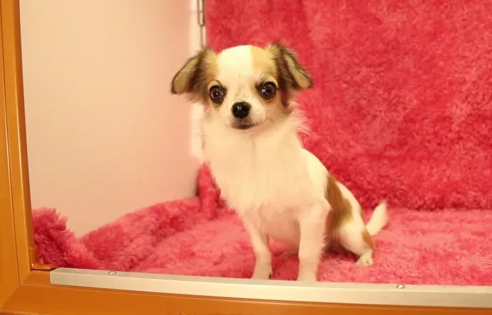 ID：1408-00589の子犬