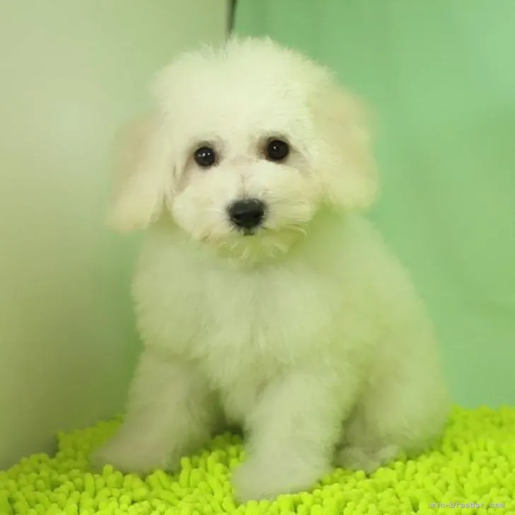 ID:2208-02007の子犬