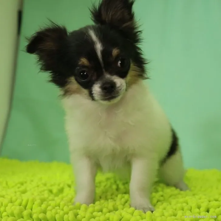 neriママ 様のお迎えした子犬