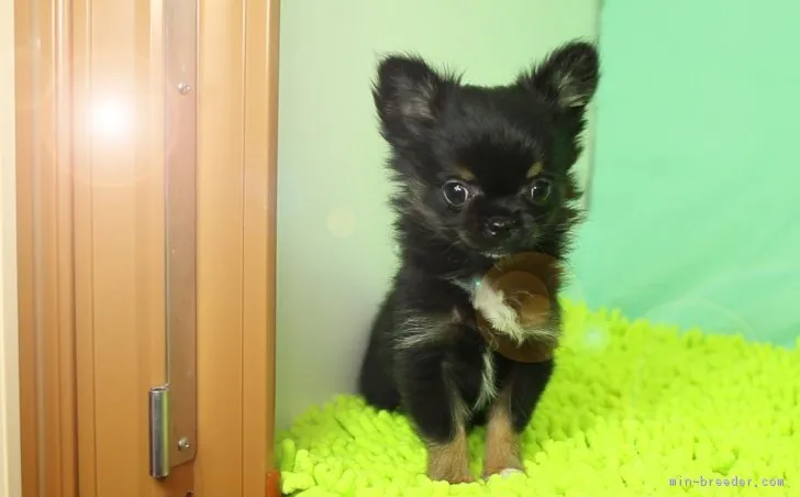 ID：1612-00185の子犬