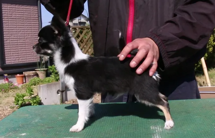 ID:1312-00837の子犬