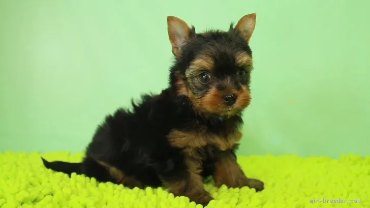 ID:2102-00840の子犬