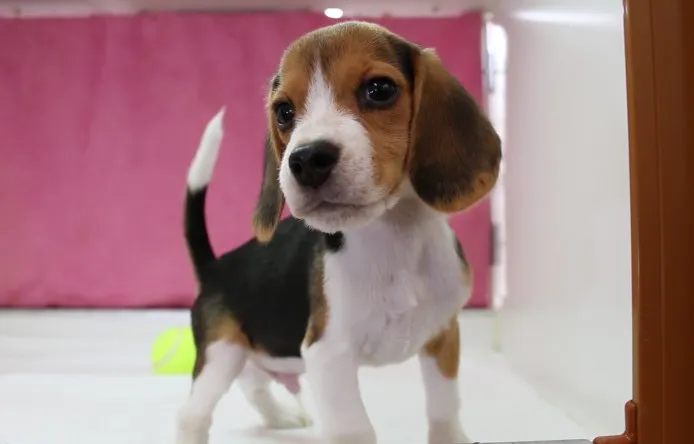 ID:1408-01299の子犬