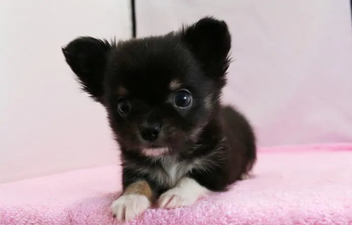 ID:1406-00066の子犬