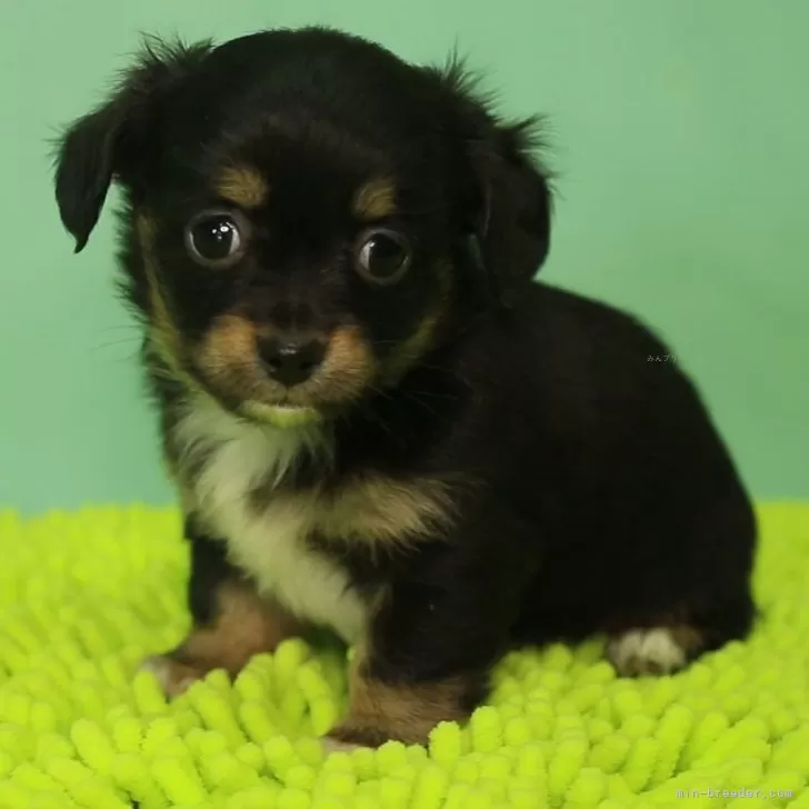 ID:2312-05100の子犬
