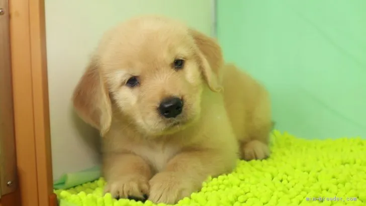 ID:1907-00066の子犬