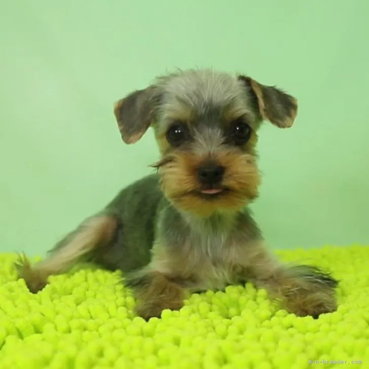 うぱまる 様のお迎えした子犬