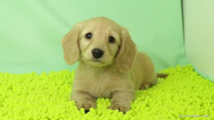 ID:2011-02625の子犬