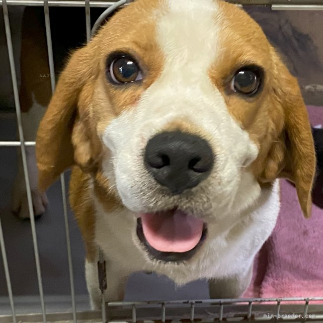 ビーグル【・女の子・2021年12月31日・ブラックタン&amp;ホワイト】