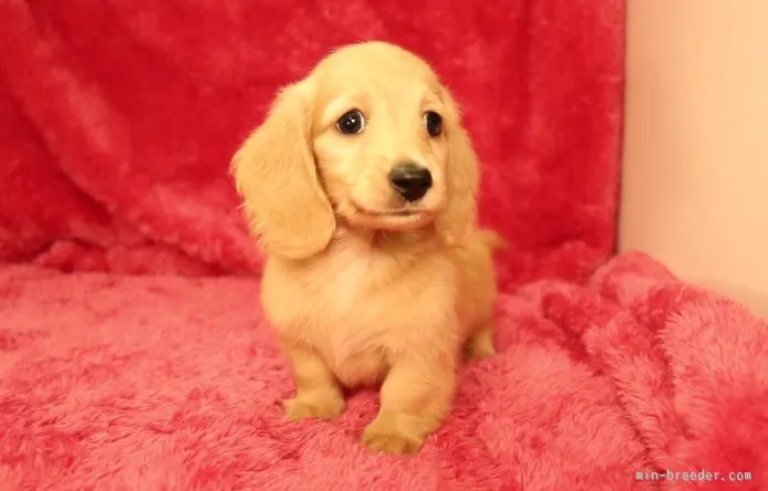 ID:1509-00122の子犬