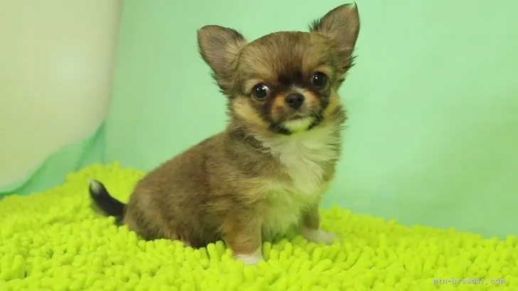 ID:2004-01326の子犬