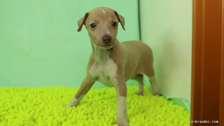 ID：2002-00293の子犬