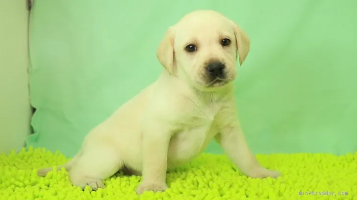 MF 様のお迎えした子犬