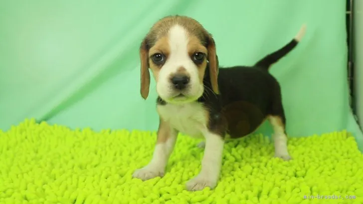 ID：1711-01333の子犬