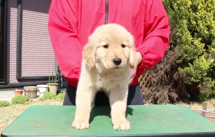ID:1404-00594の子犬