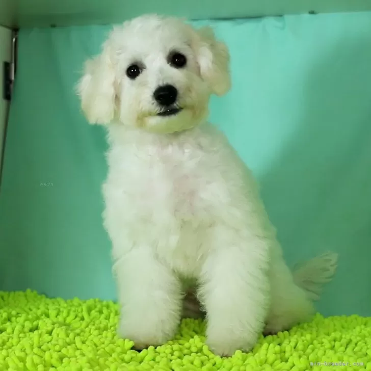 ヒデトシ 様のお迎えした子犬