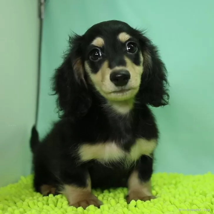 ID：2409-05467の子犬