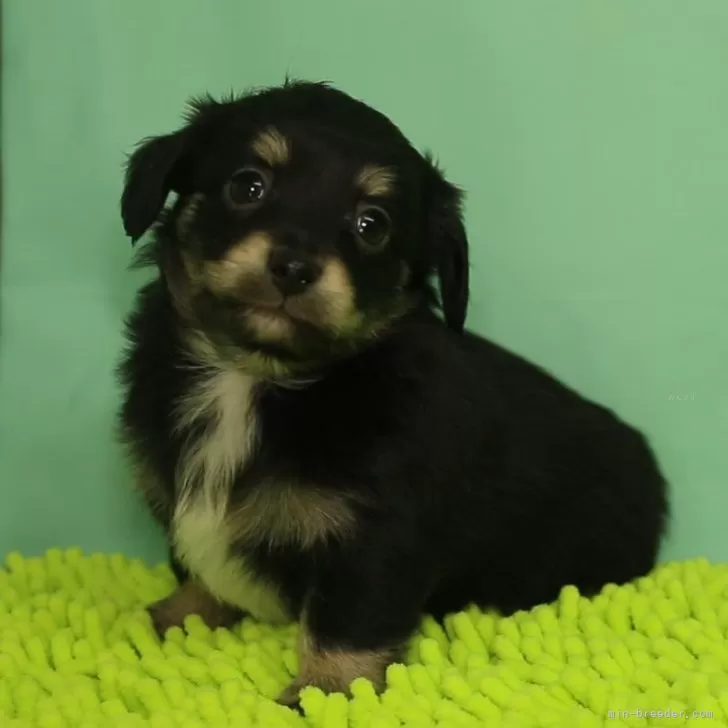 ID:2312-05097の子犬