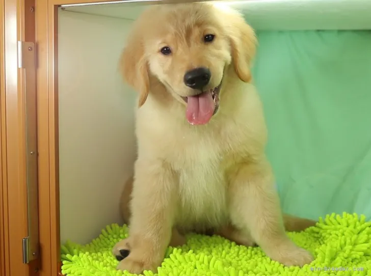 ID：1705-00366の子犬