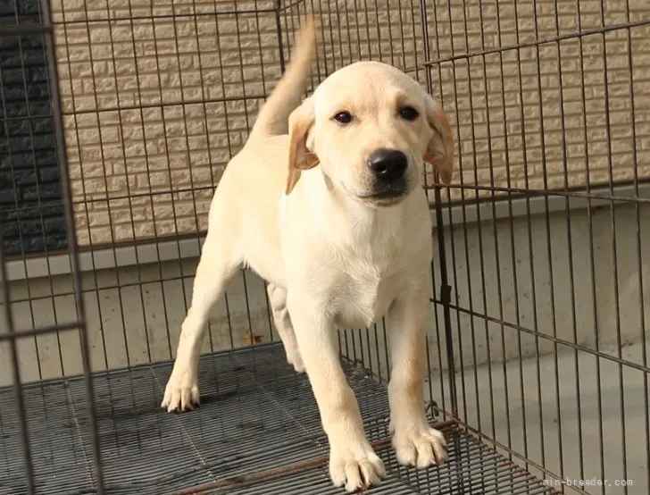 ID:2104-03337の子犬