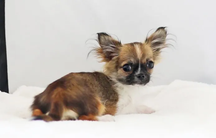 ID:1312-00828の子犬