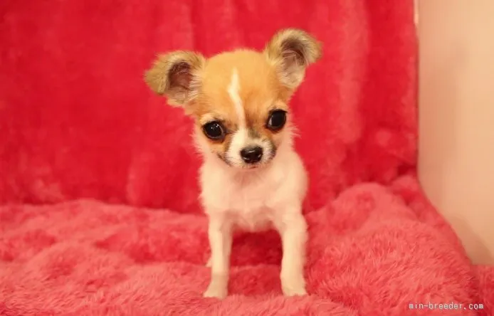 ID:1508-01204の子犬
