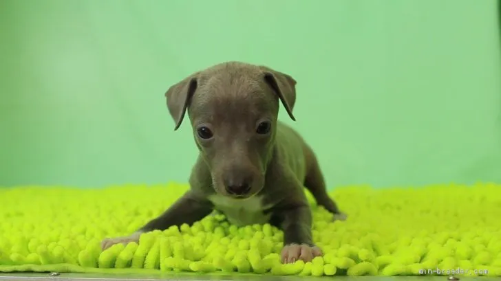 ST 様のお迎えした子犬