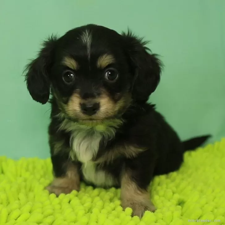 ID:2312-05093の子犬