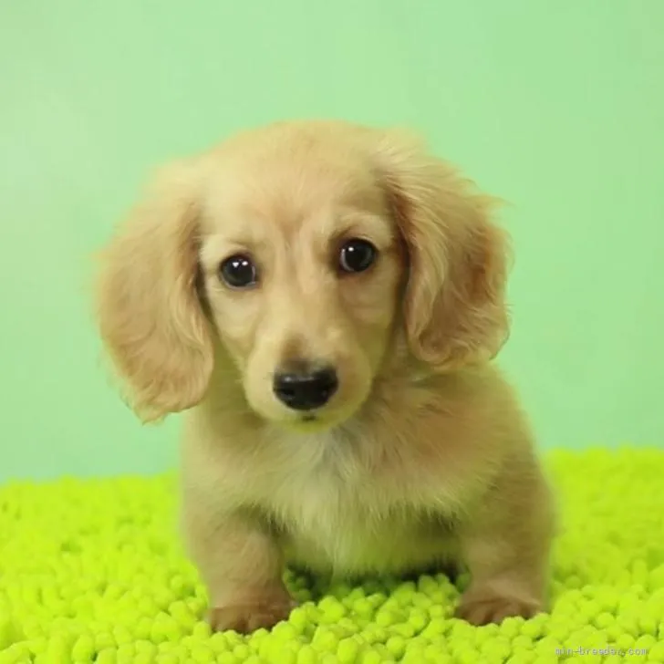 ID:2205-02084の子犬
