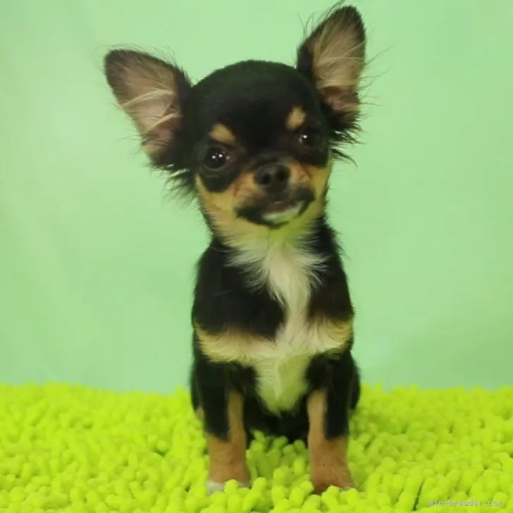 ID:2209-00523の子犬