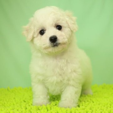 ビションフリーゼ【栃木県・女の子・2022年12月15日・ホワイト】の写真「足の短い毛量のある子です。」