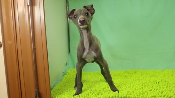 イタリアングレーハウンド【栃木県・男の子・2019年12月26日・ブルー&ホワイト】の写真「小柄な男の子です。」