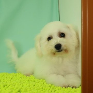 ビションフリーゼ【栃木県・女の子・2023年7月21日・ホワイト】の写真「活発な性格です。」