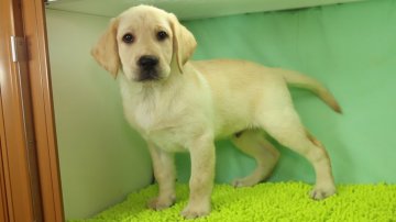 ラブラドールレトリバー【栃木県・男の子・2018年6月22日・イエロー】の写真「JKCチャンピオン直子です。」