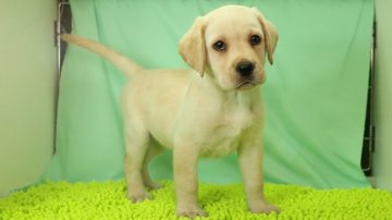 ラブラドールレトリバー【栃木県・女の子・2019年3月23日・イエロー】の写真「色素が強く、毛色はちょうどいい濃さの女の子です。」