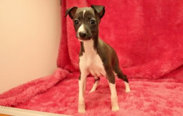 イタリアングレーハウンド【栃木県・女の子・2014年12月11日・シール&ホワイト】の写真「小柄で色素の強い女の子★」